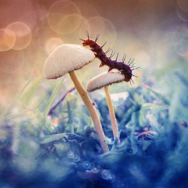 Shangrala's Tiny Creatures Art