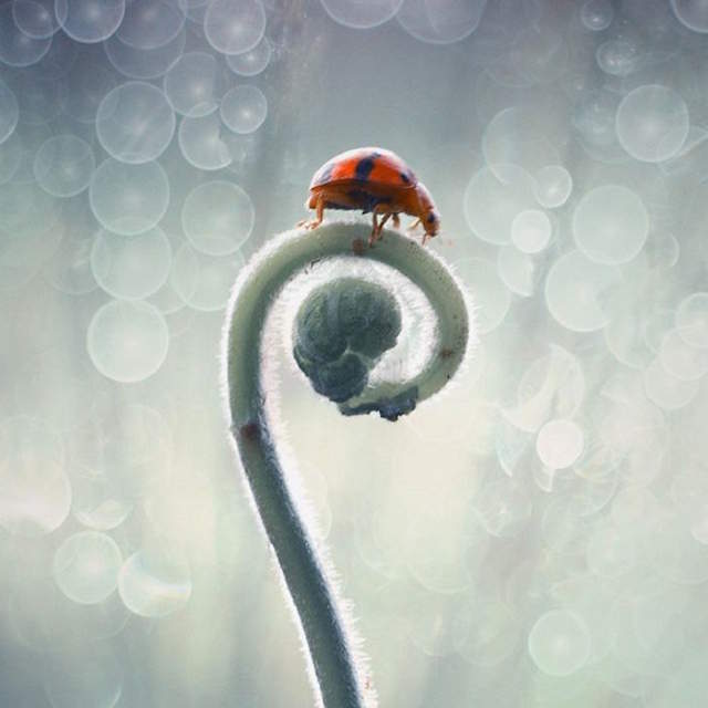 Shangrala's Tiny Creatures Art