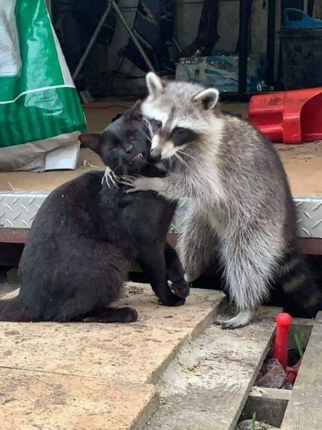 Shangrala's Cute Raccoons 2