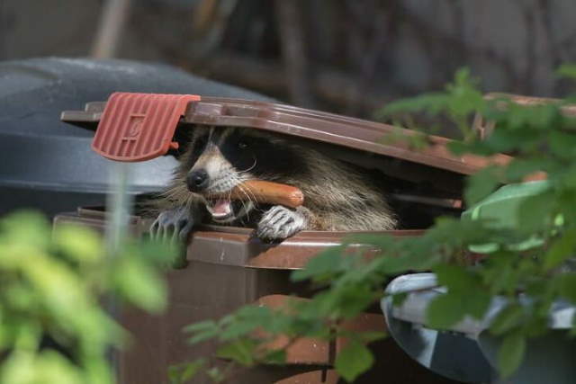 Shangrala's Cute Raccoons 2