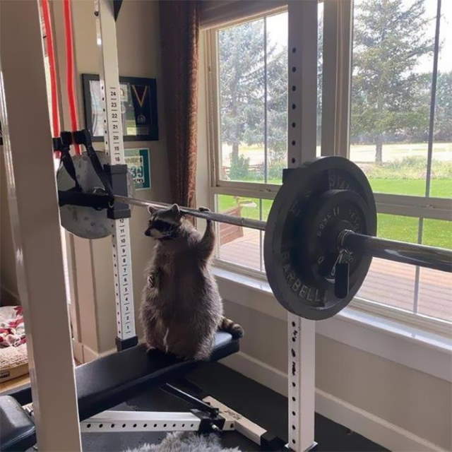 Shangrala's Cute Raccoons 2