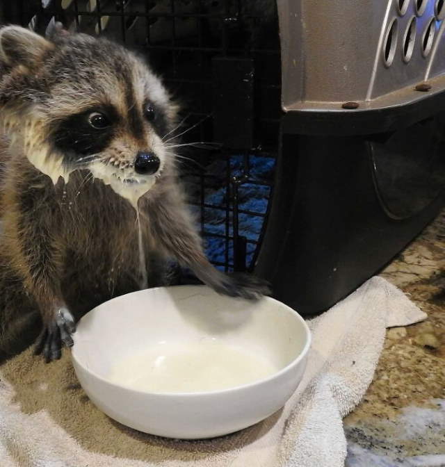 Shangrala's Cute Raccoons 2