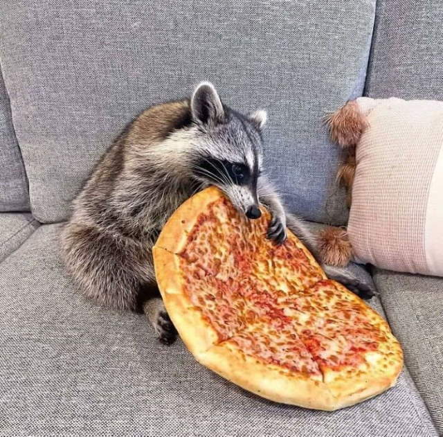 Shangrala's Cute Raccoons 2