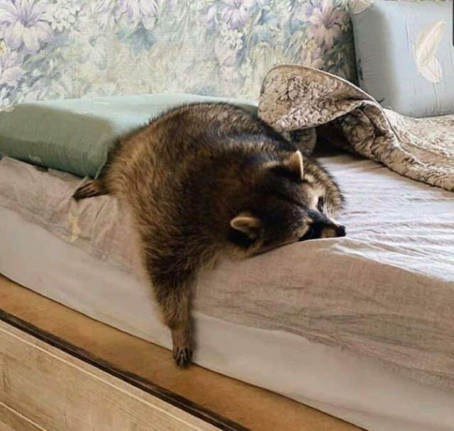 Shangrala's Cute Raccoons 2