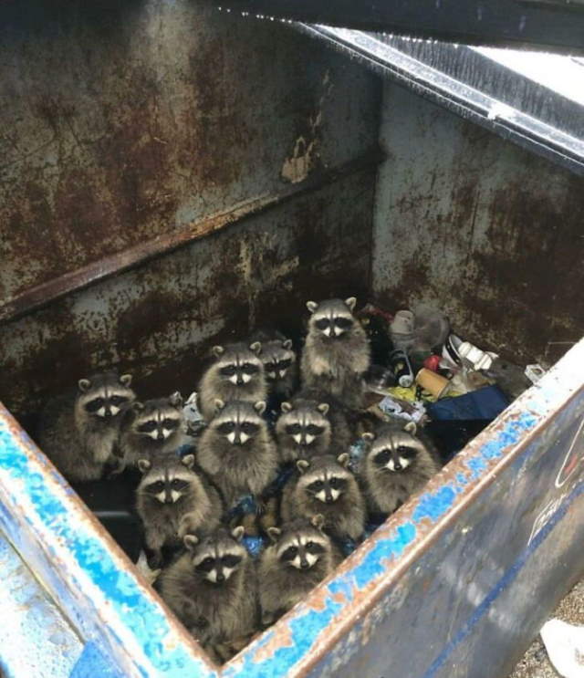 Shangrala's Cute Raccoons 2