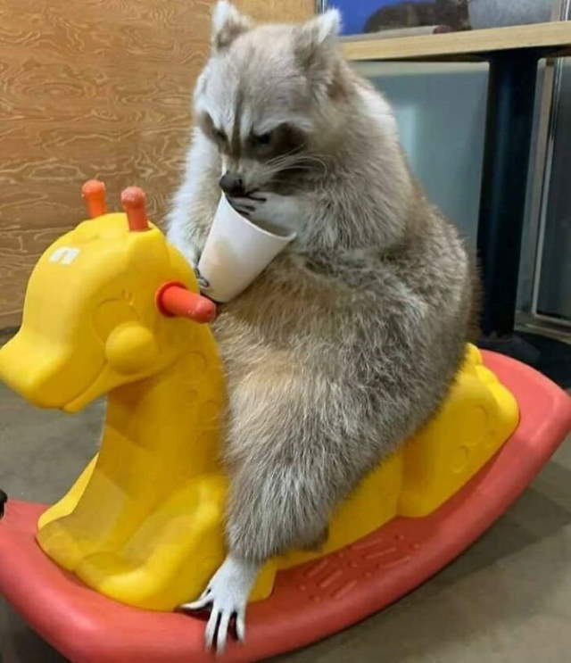 Shangrala's Cute Raccoons 2