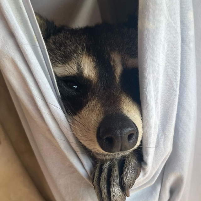 Shangrala's Cute Raccoons 2