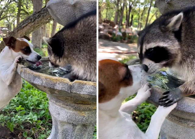 Shangrala's Cute Raccoons 2