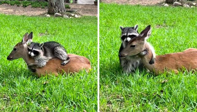 Shangrala's Cute Raccoons 2
