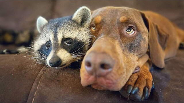 Shangrala's Cute Raccoons 2