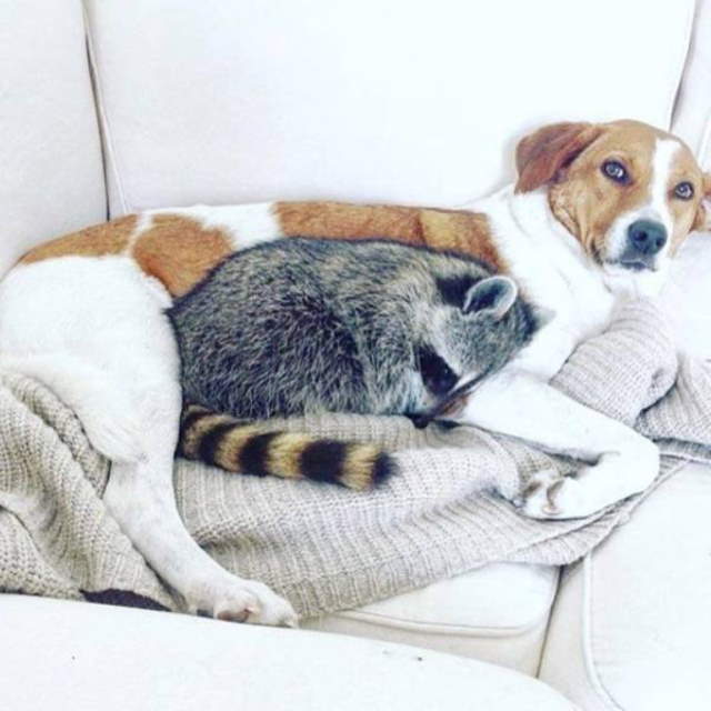 Shangrala's Cute Raccoons 2