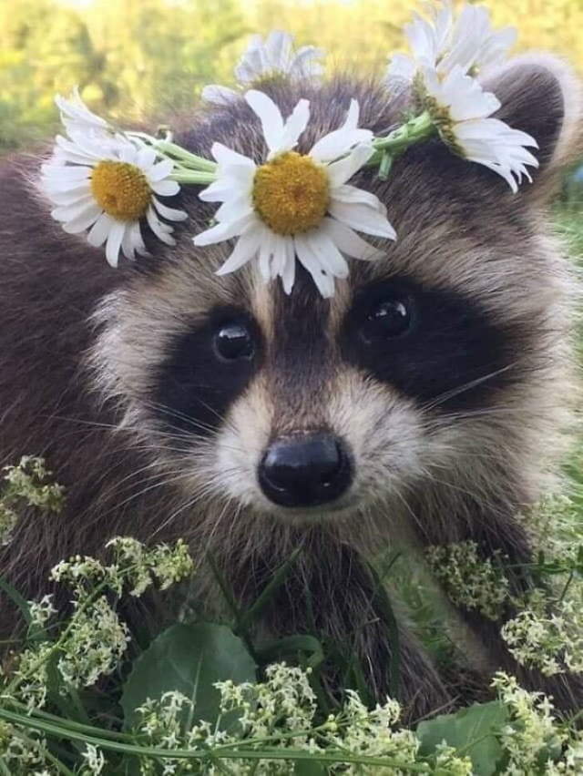 Shangrala's Cute Raccoons 2