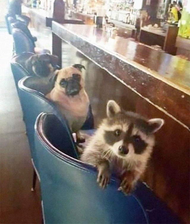 Shangrala's Cute Raccoons 2