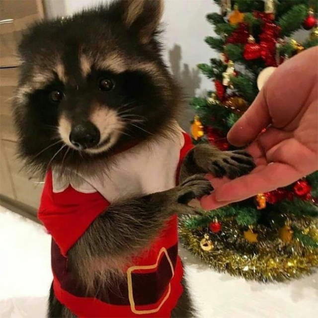 Shangrala's Cute Raccoons 2