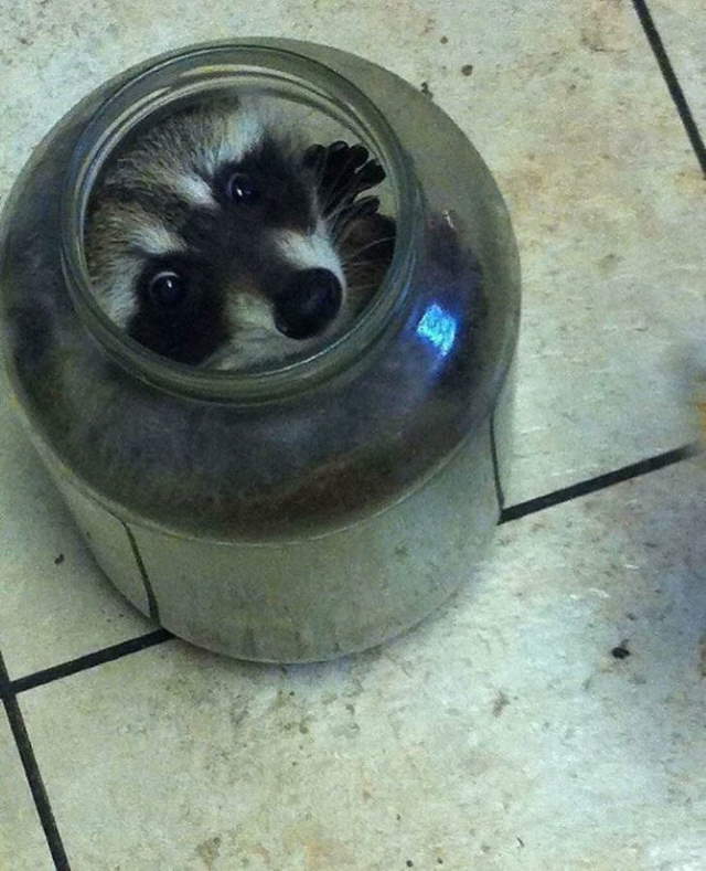 Shangrala's Cute Raccoons 2