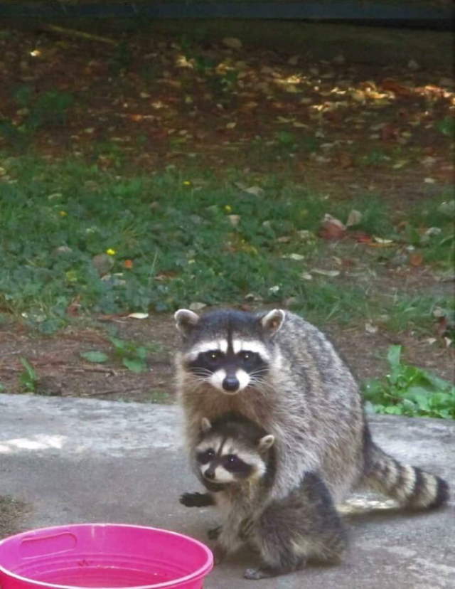 Shangrala's Cute Raccoons 2
