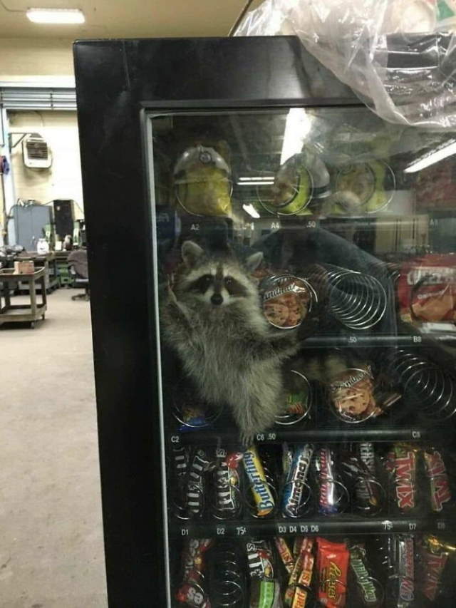 Shangrala's Cute Raccoons 2