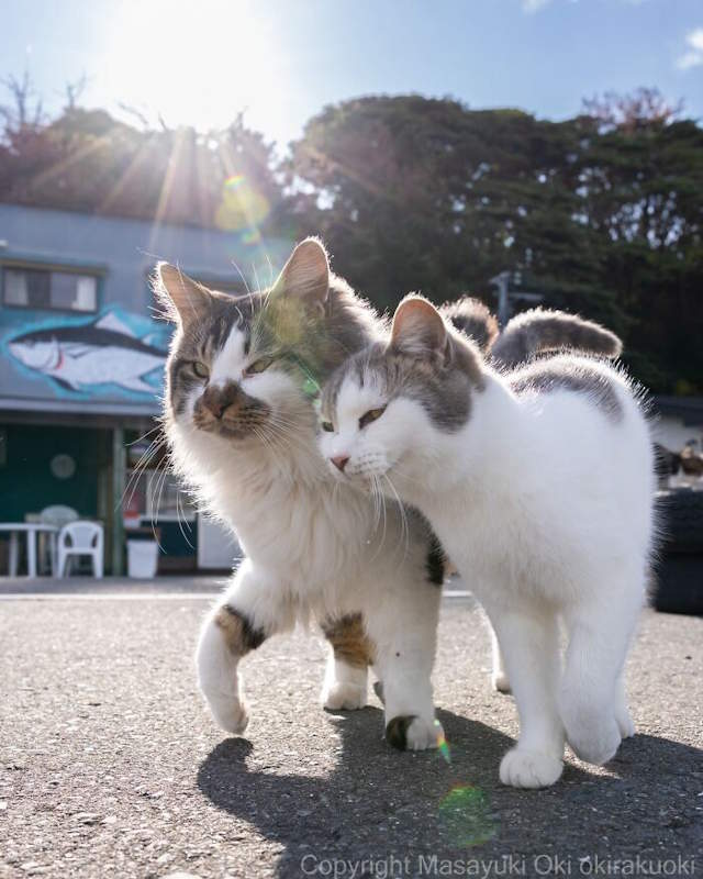 Street Cats By Masayuki Oki