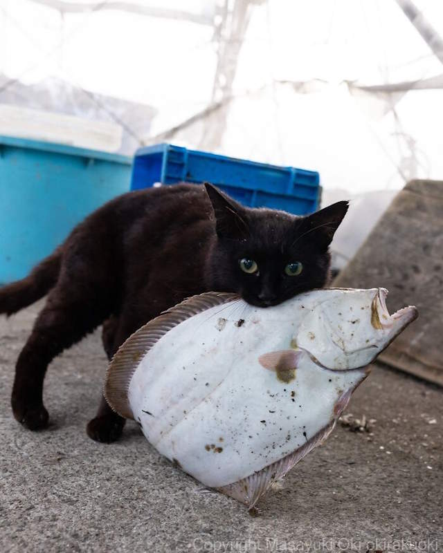 Street Cats By Masayuki Oki