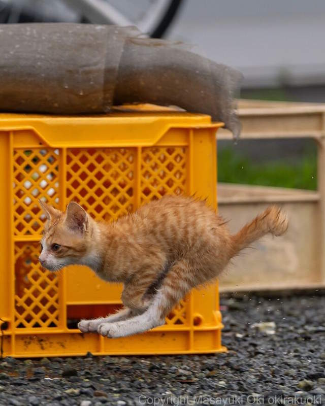 Street Cats By Masayuki Oki