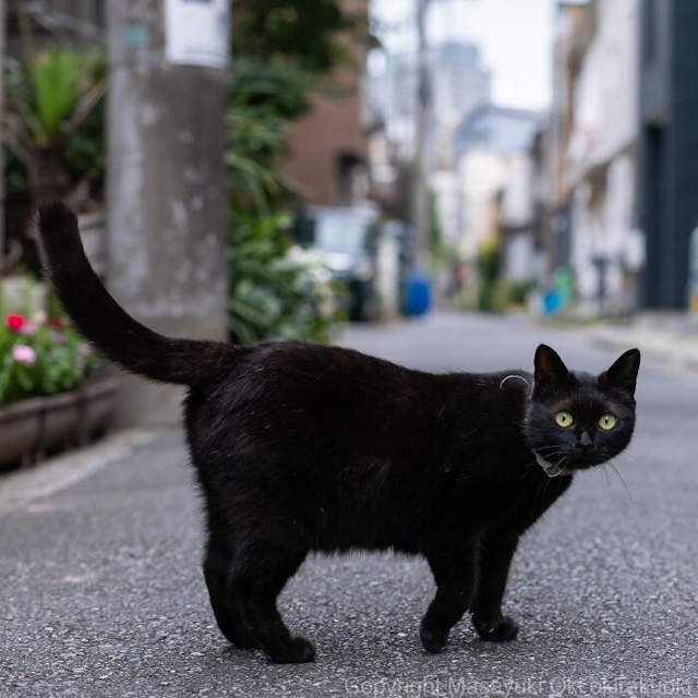 Street Cats By Masayuki Oki