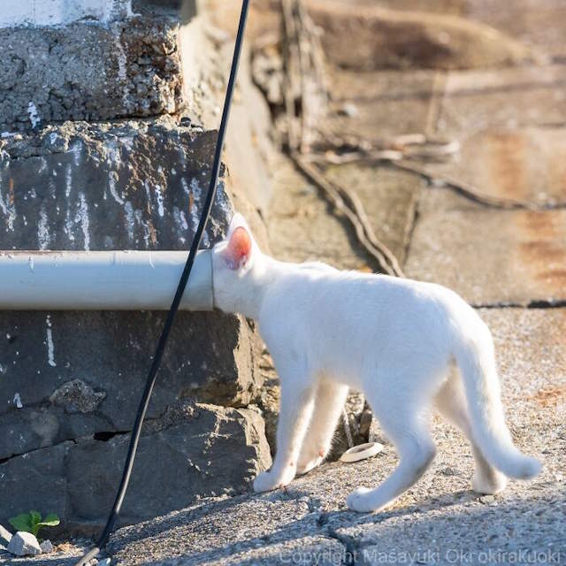 Street Cats By Masayuki Oki