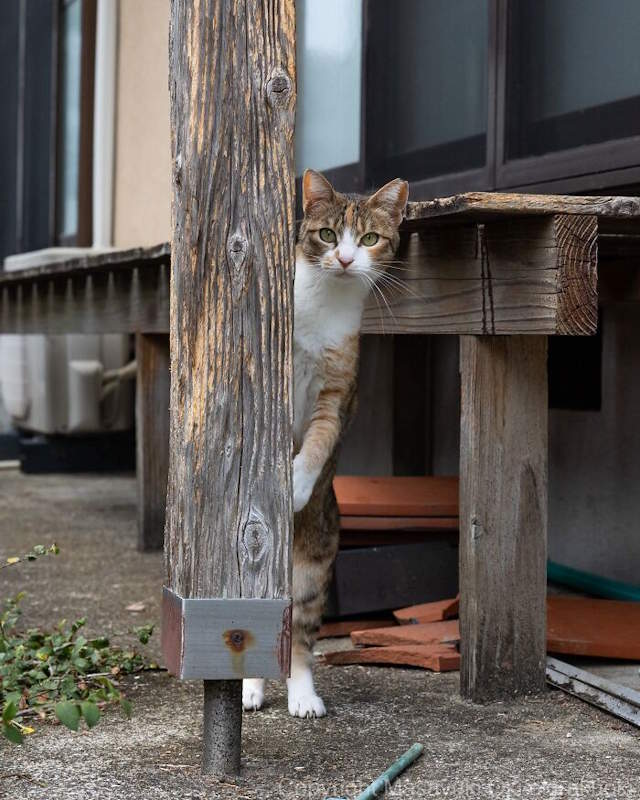 Street Cats By Masayuki Oki