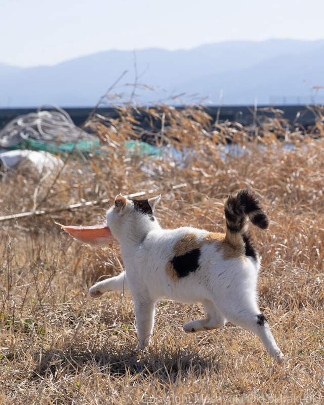 Street Cats By Masayuki Oki