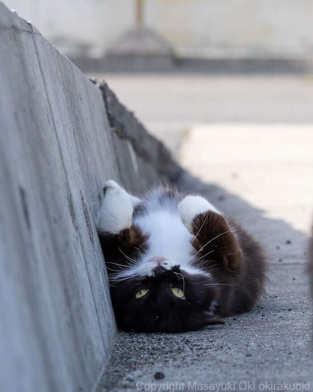 Street Cats By Masayuki Oki