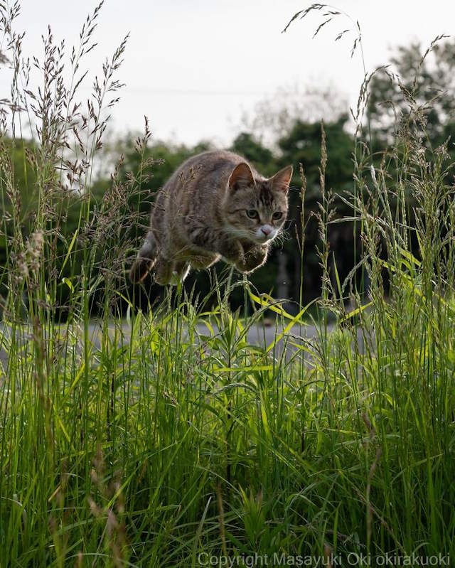 Street Cats By Masayuki Oki