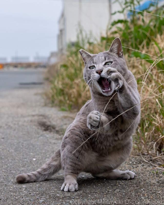 Street Cats By Masayuki Oki