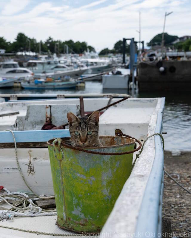 Street Cats By Masayuki Oki