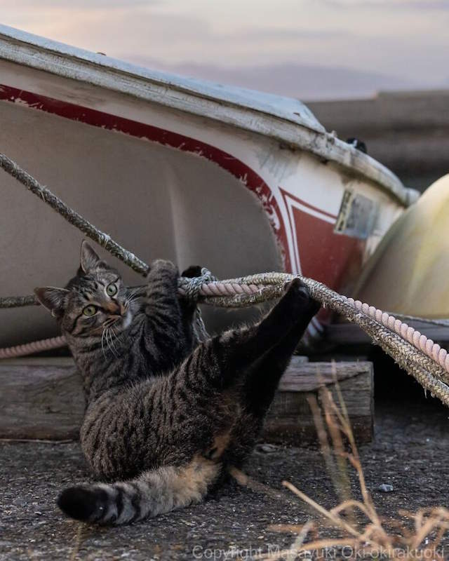 Street Cats By Masayuki Oki