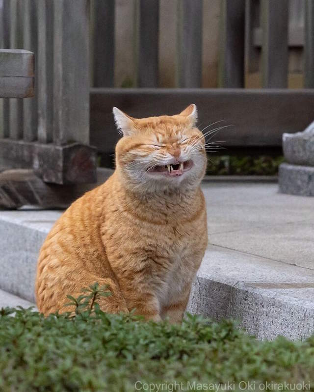 Street Cats By Masayuki Oki