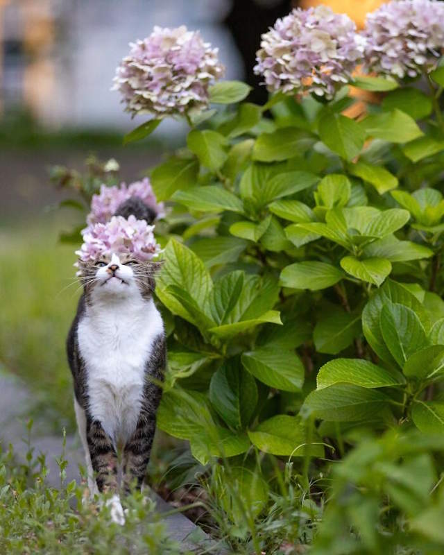 Street Cats By Masayuki Oki