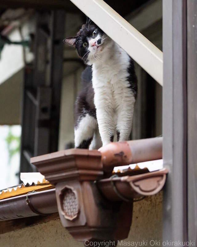 Street Cats By Masayuki Oki