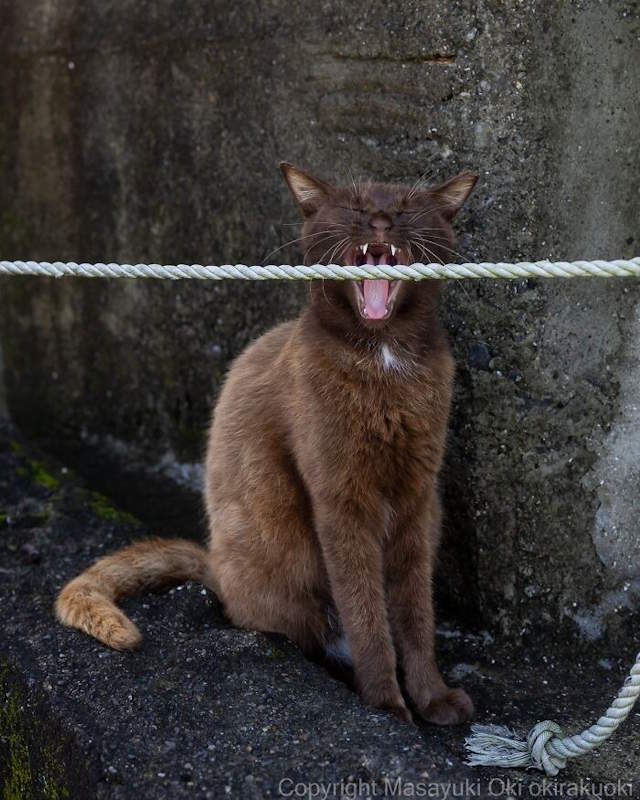 Street Cats By Masayuki Oki