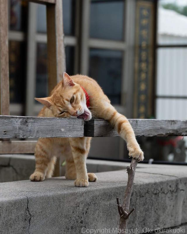 Street Cats By Masayuki Oki