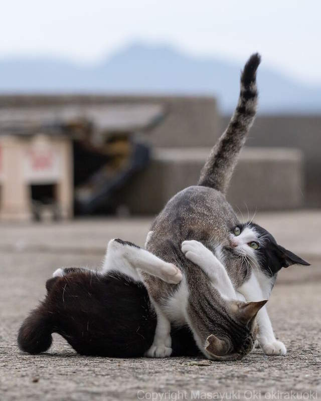 Street Cats By Masayuki Oki