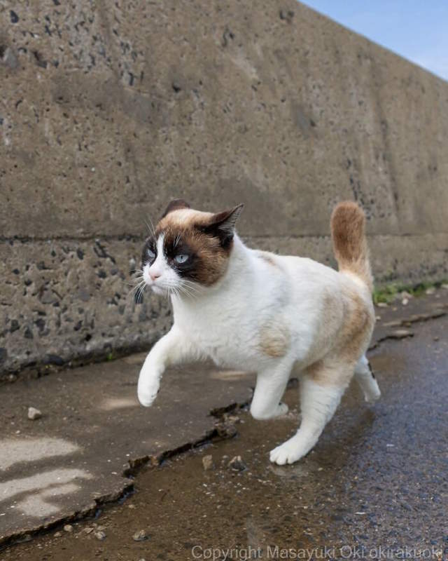 Street Cats By Masayuki Oki