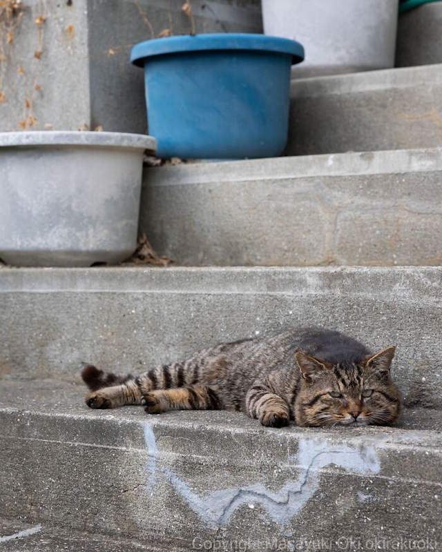 Street Cats By Masayuki Oki