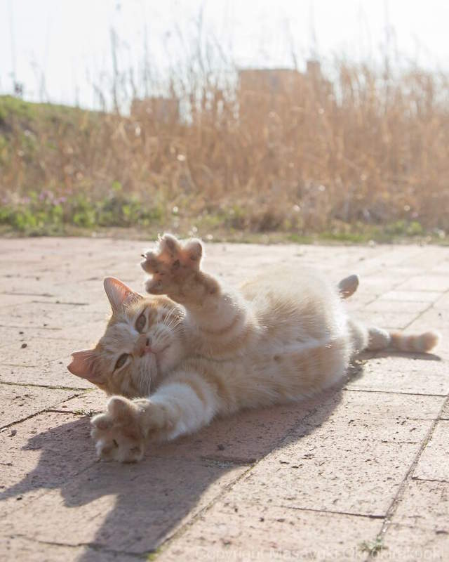 Street Cats By Masayuki Oki
