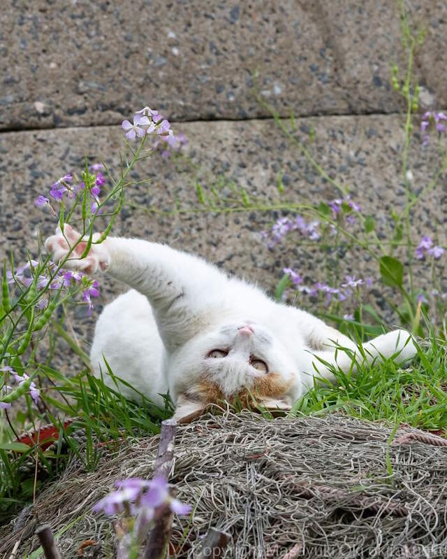Street Cats By Masayuki Oki