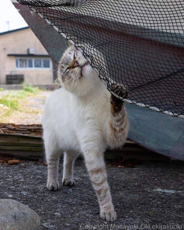 Street Cats By Masayuki Oki