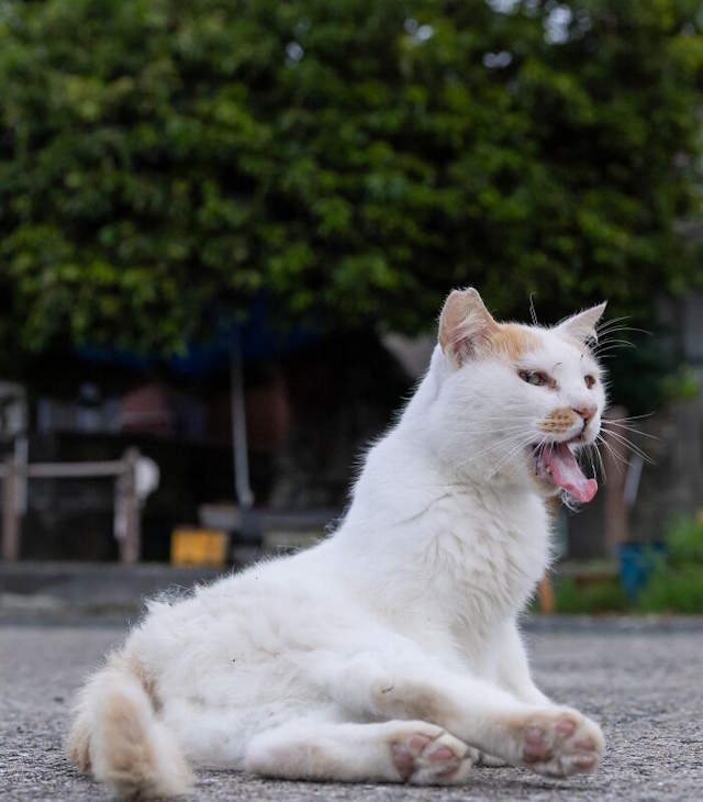 Street Cats By Masayuki Oki