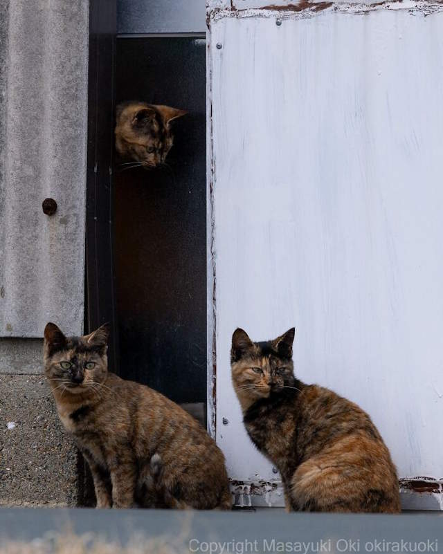 Street Cats By Masayuki Oki