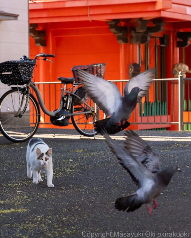Street Cats By Masayuki Oki