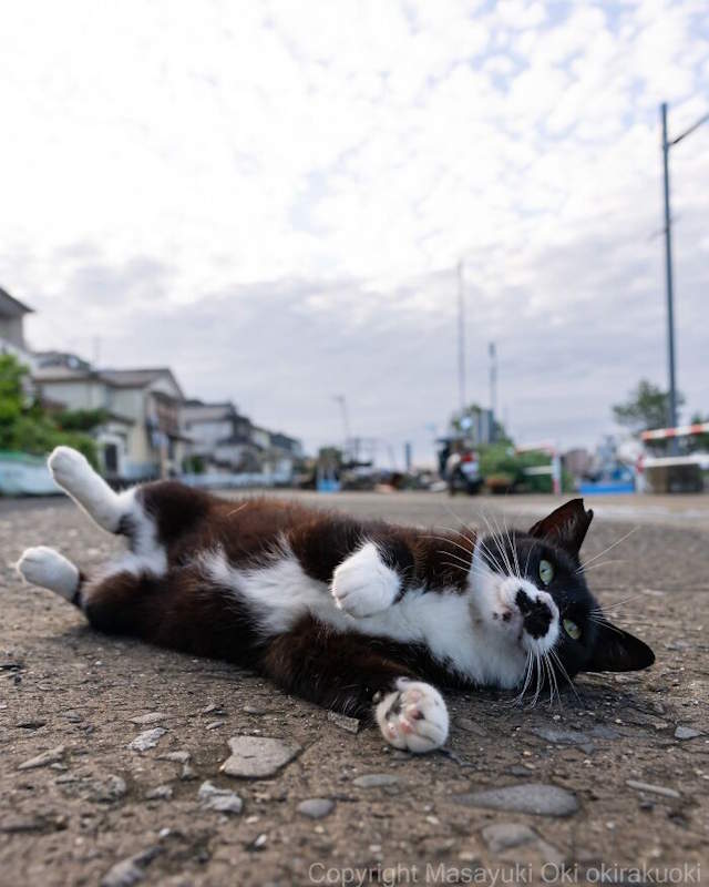 Street Cats By Masayuki Oki