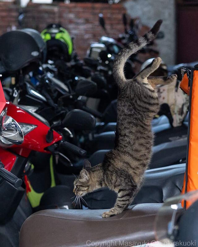 Street Cats By Masayuki Oki