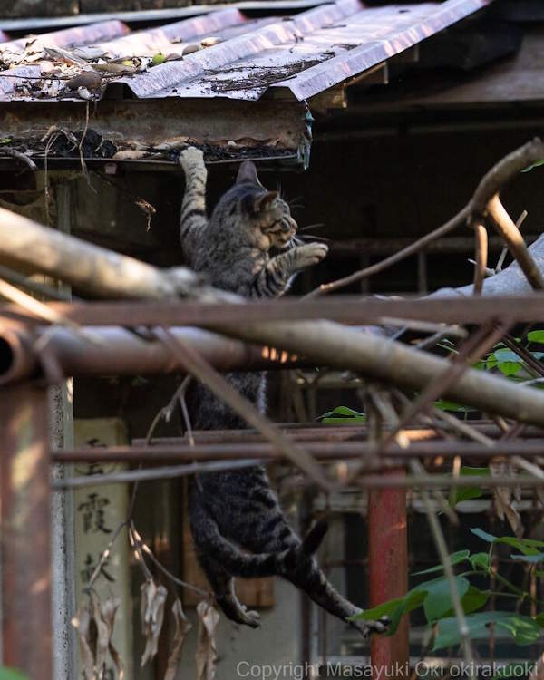 Street Cats By Masayuki Oki